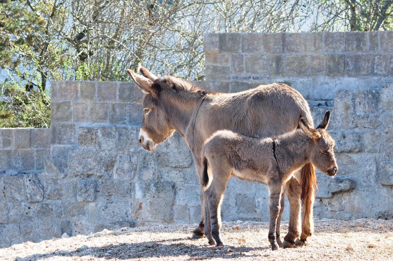 Masseria Le Terrazze di Serranova Esterno foto